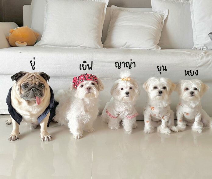 แนะนำสมาชิกบ้าน 5Y.Family หรือบ้านครอบครัวตัว Y ของเฮียเยิฟ ชิสุแท้สุดน่ารัก