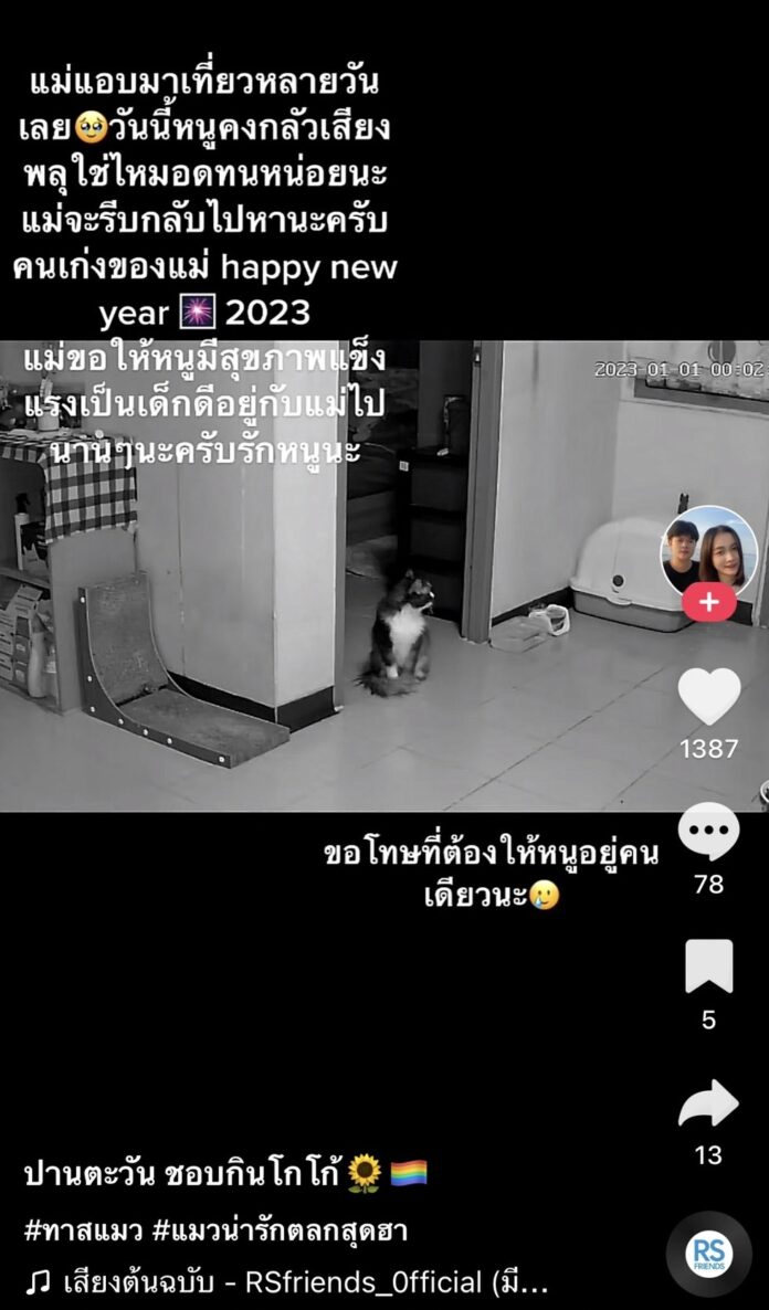 ปีใหม่เหมียวทนเหงากลัวเสียงพุ