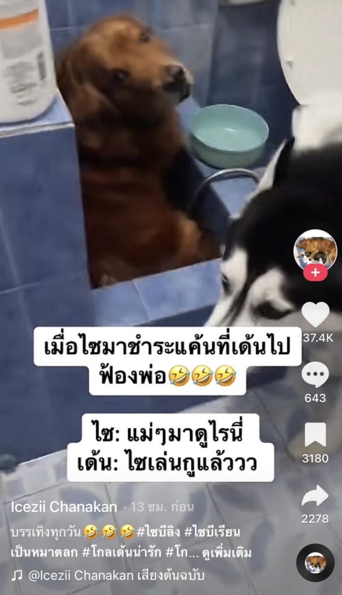 โกลเด้นพลาดท่าเจอไซบีเรียนขี้ฟ้องจ้องล้างแค้น