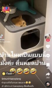 เหมียวกลบทรายทิพย์ดังลั่นสนั่นหวั่นไหว